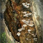 Behangene Faserling , (Psathyrella candolleana)