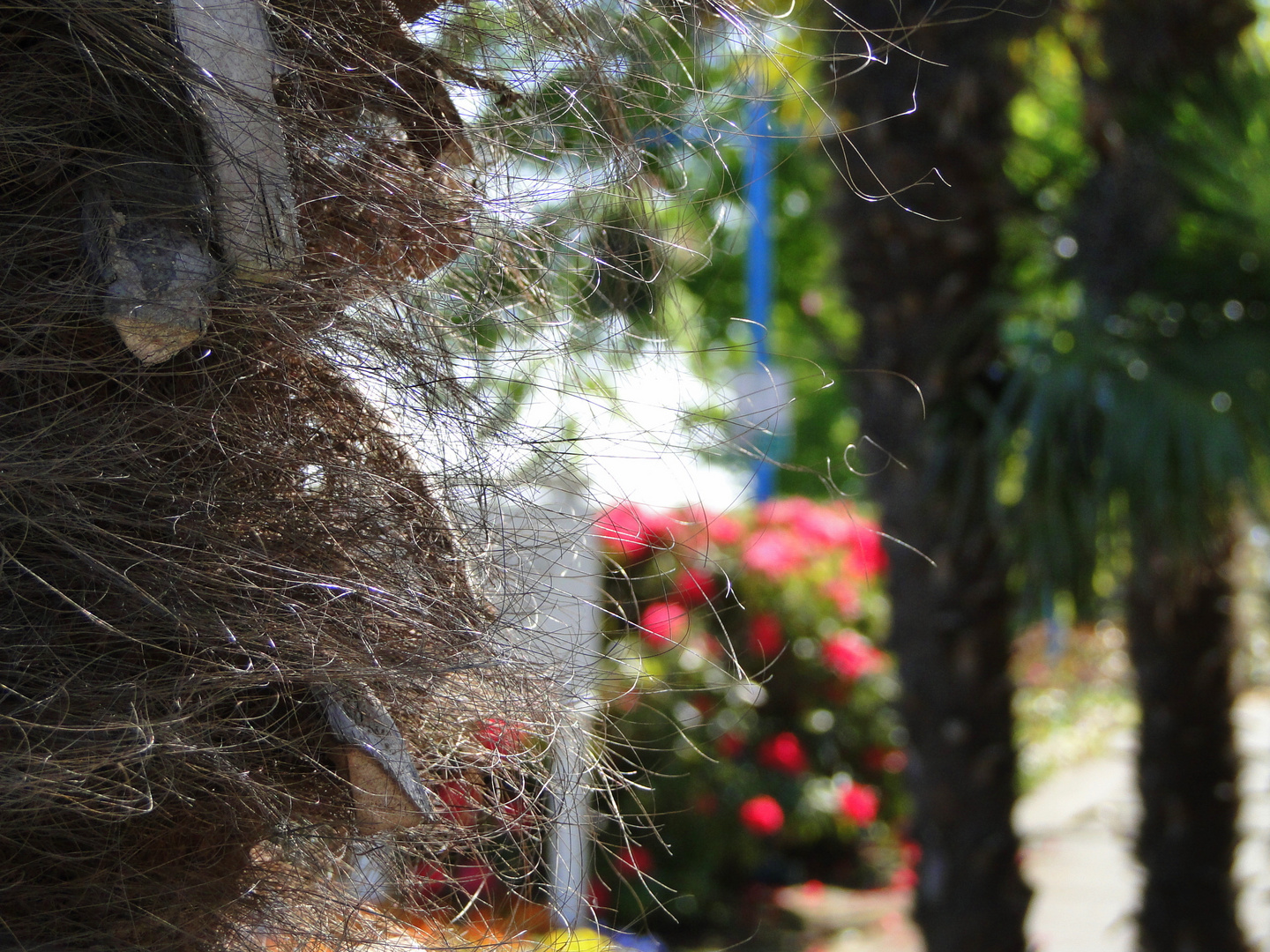 Behind a palm tree in New Westminster, BC