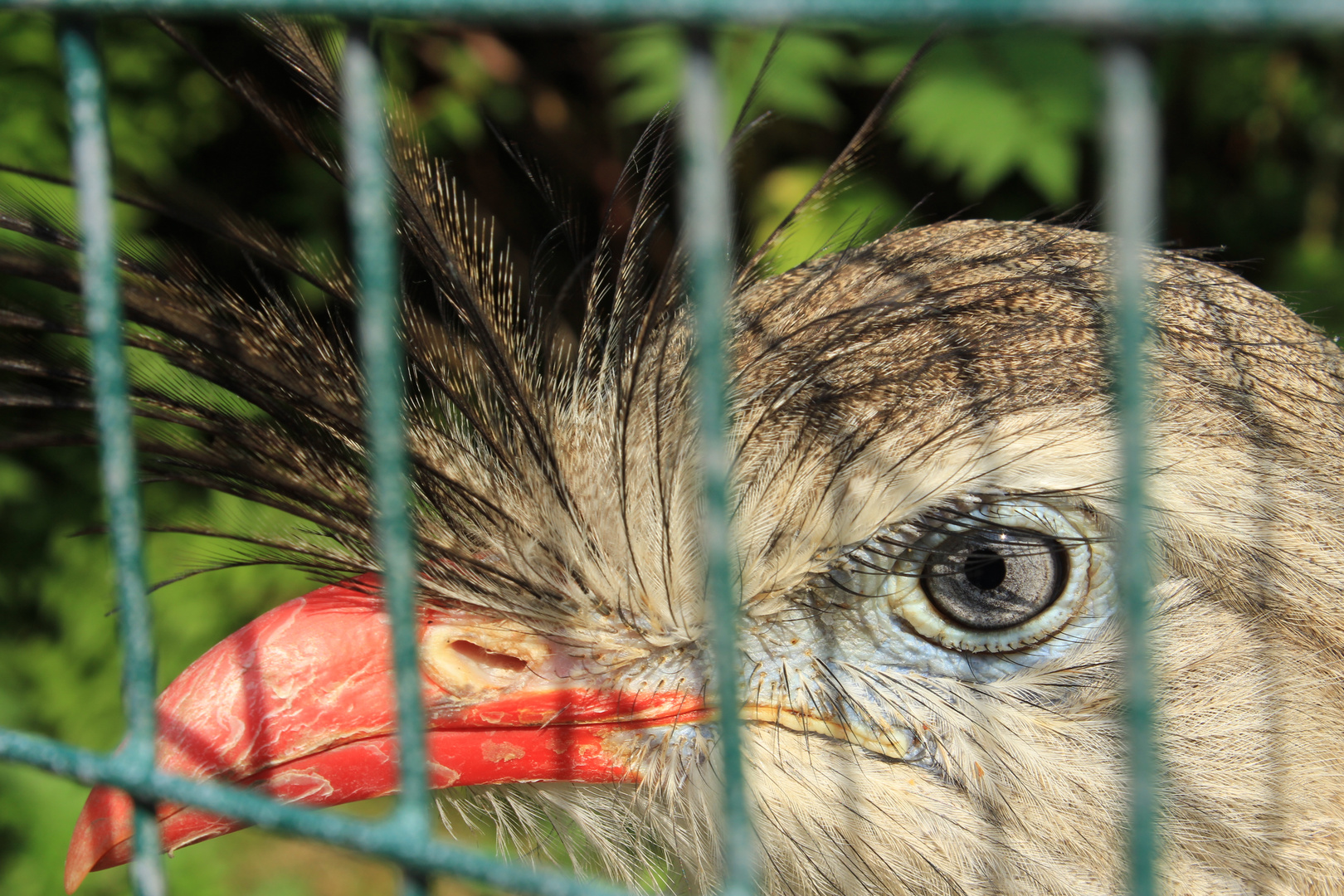 ... behind the bars.