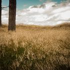 Behind the dunes