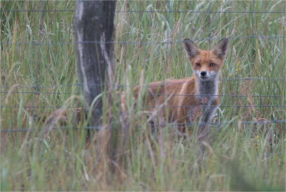 behind the fence...