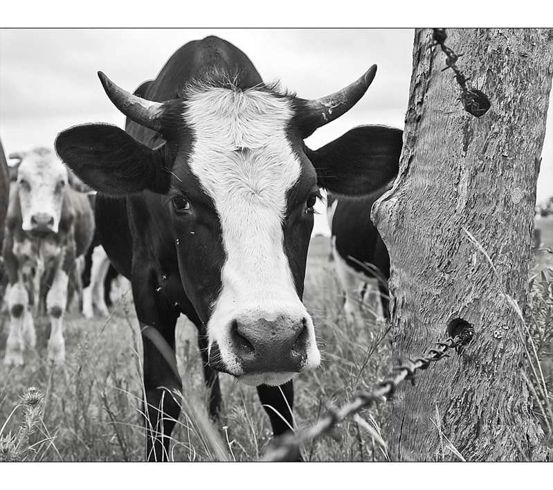 Behind the fence