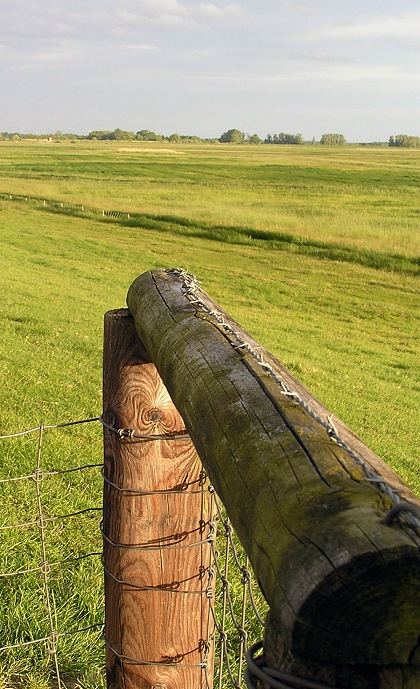 behind the fence..