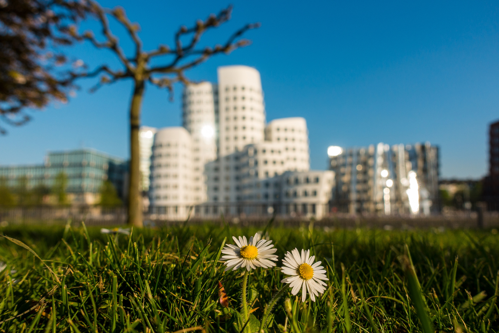 **behind the flowers**