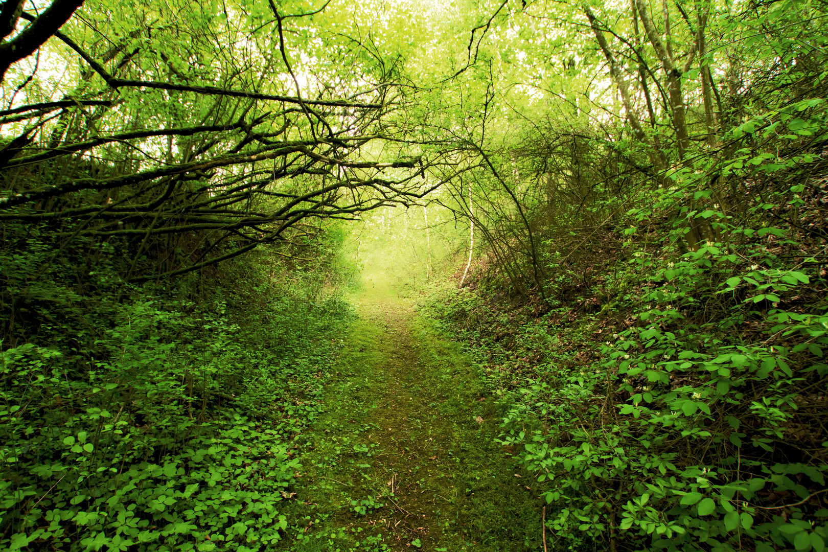 Behind The Green Door Foto Bild Natur Kreativ