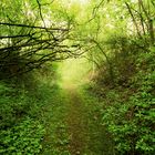 Behind the Green Door......