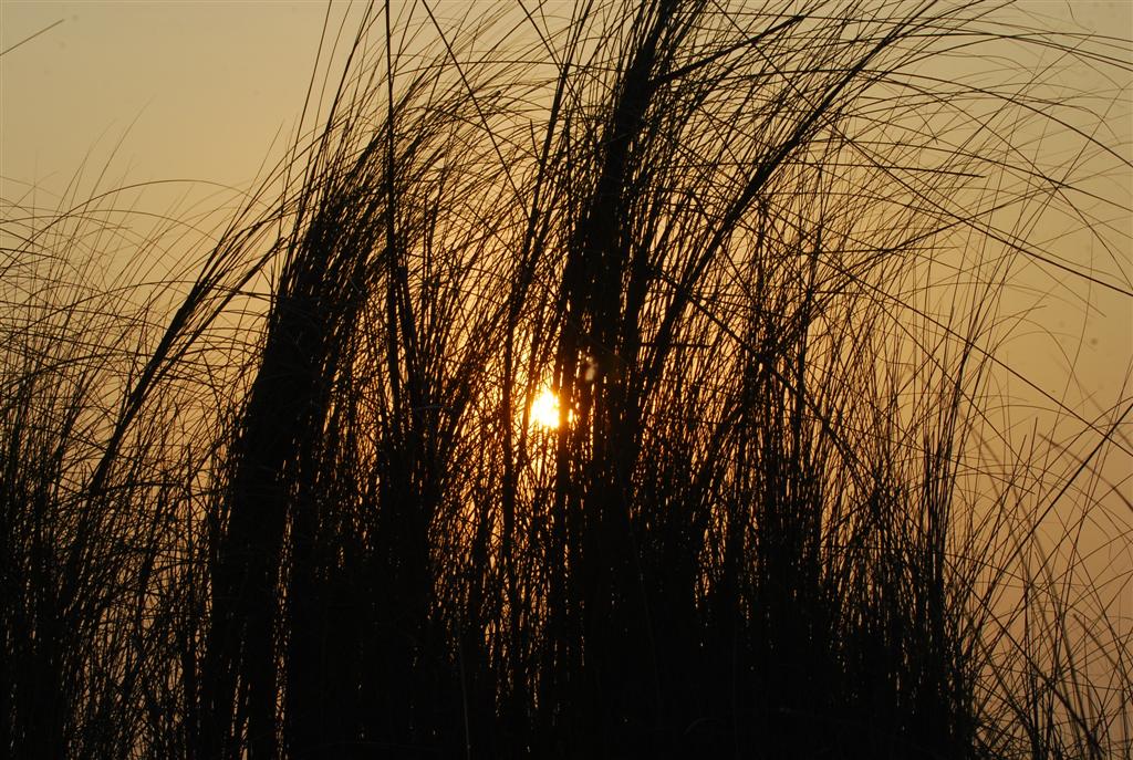 Behind the paddy field