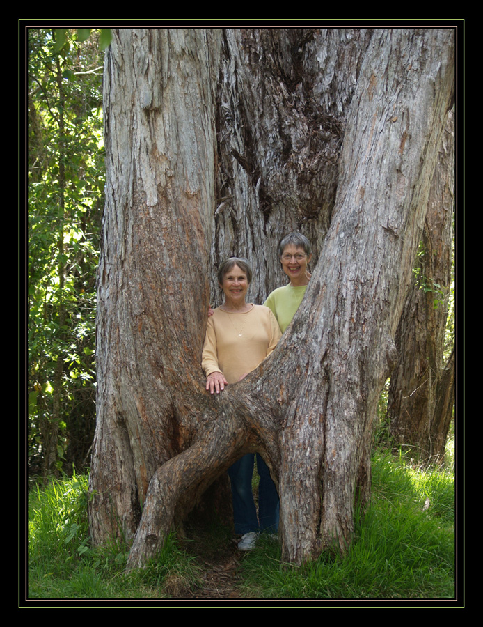 Behind the Saddle Tree