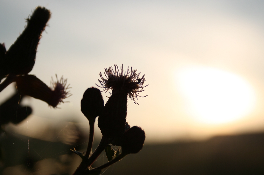 Behind the Sun