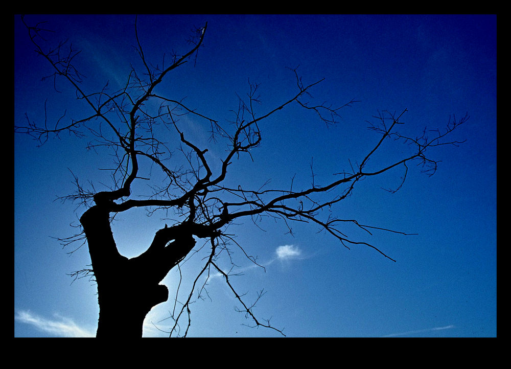 Behind the tree