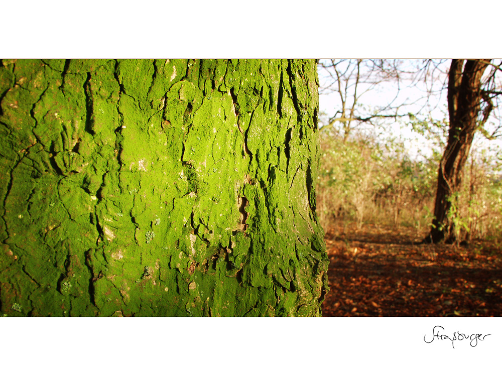 behind the tree