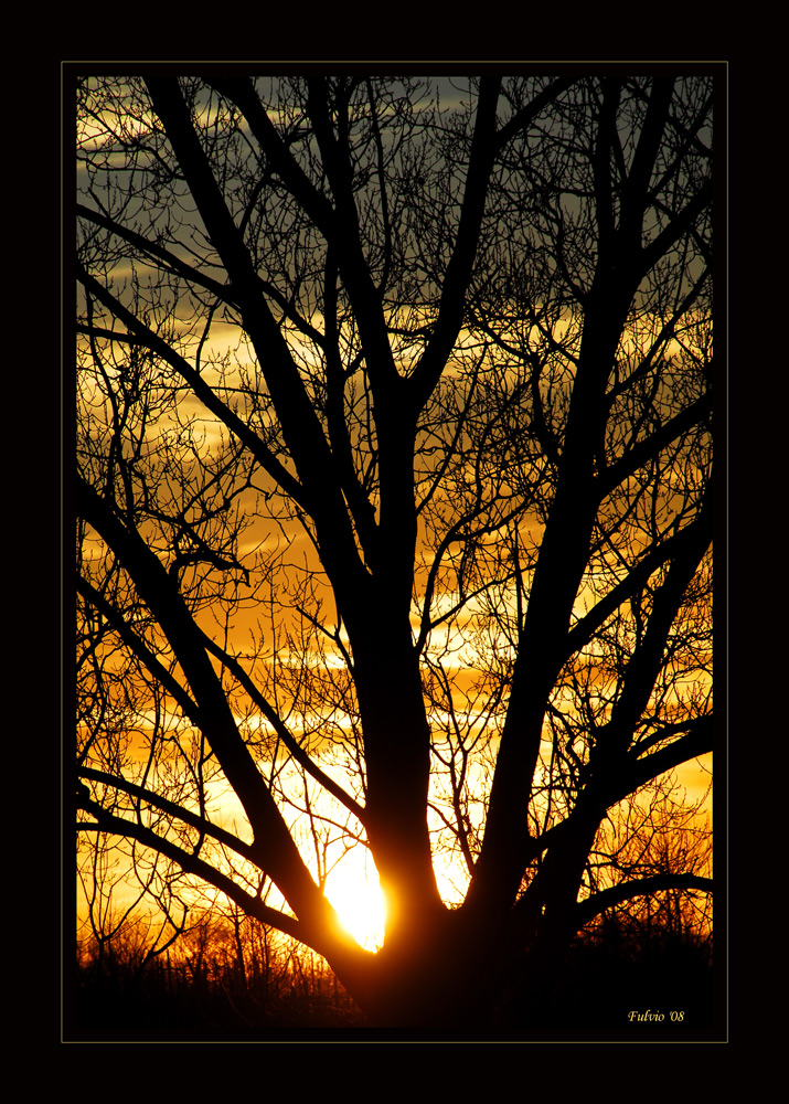 behind the tree