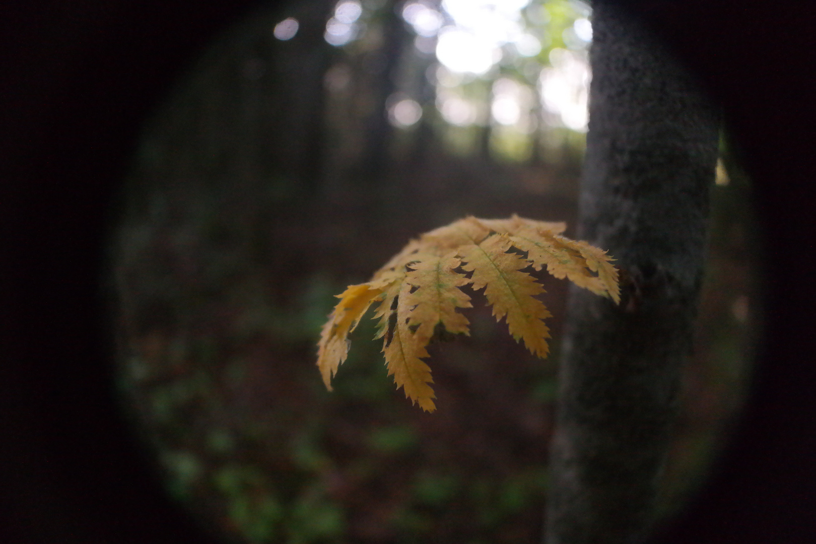 Behind the woods