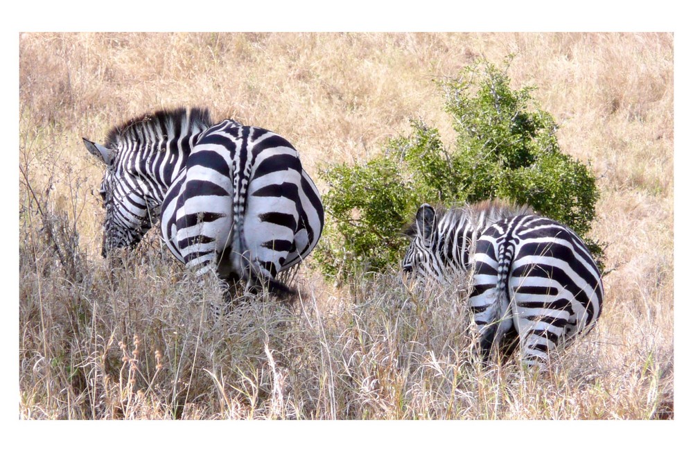 behind zebras