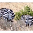 behind zebras