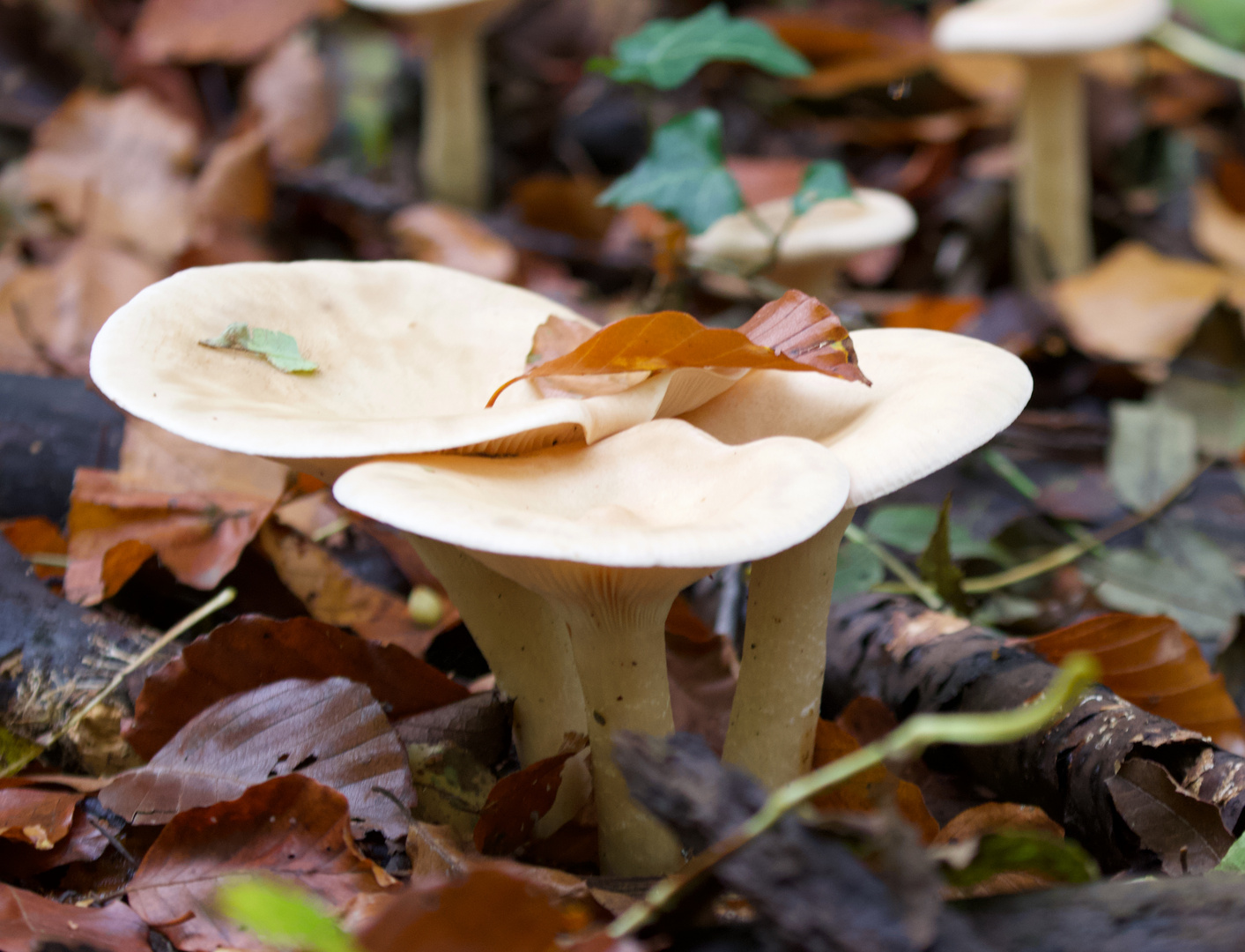 Behütet Foto & Bild spezial, projekte, kreativ projekte Bilder auf