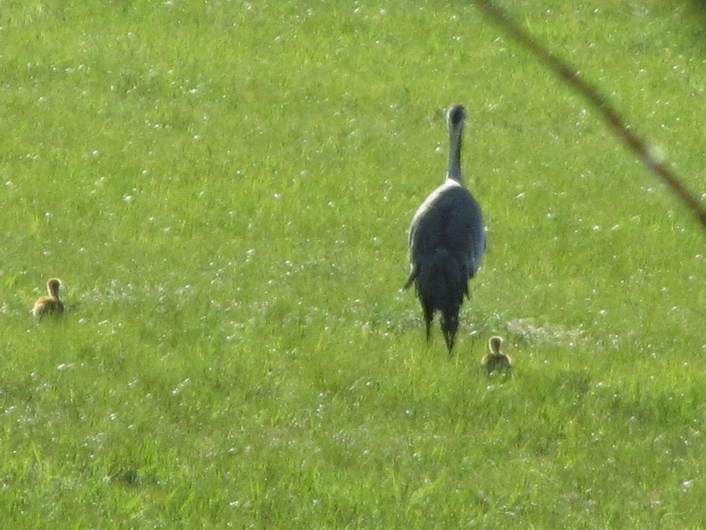 Behüteter Spaziergang