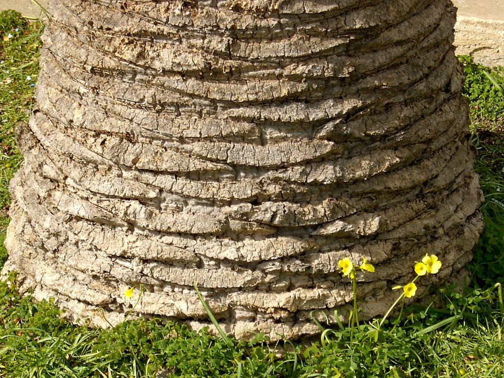 Behutsam setzt der Elefant den Fuß - è molto cauto il piede del elefante