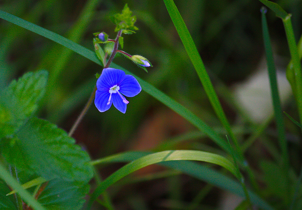 behutsamkeit und zerbrechlichkeit blue