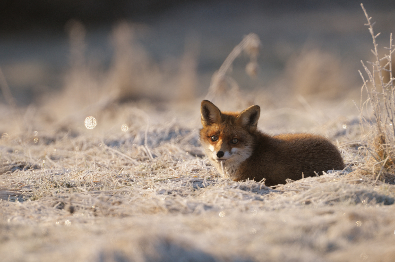 Bei -- 10° Fuchs im Schnee mit Raureif