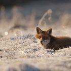 Bei -- 10° Fuchs im Schnee mit Raureif