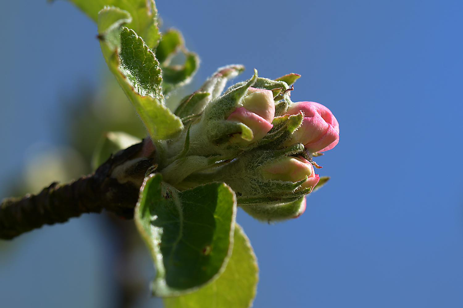 bei 14 ° C Apfelknospen