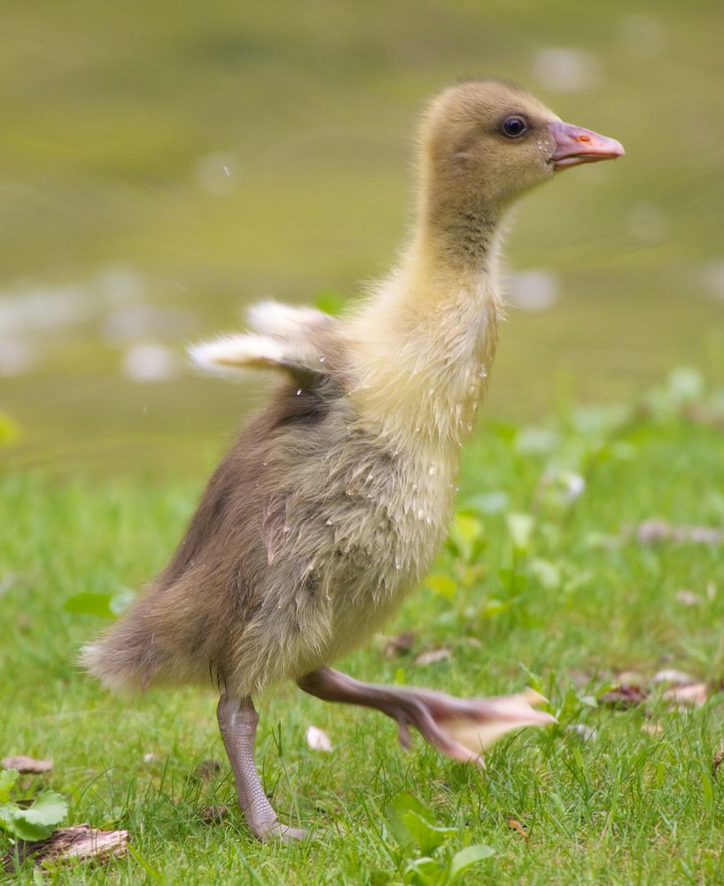 Bei 200 heb' ich ab! "Gans" bestimmt.