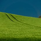 Bei Adelsreute: Getreidefeld vor einem Gewitter