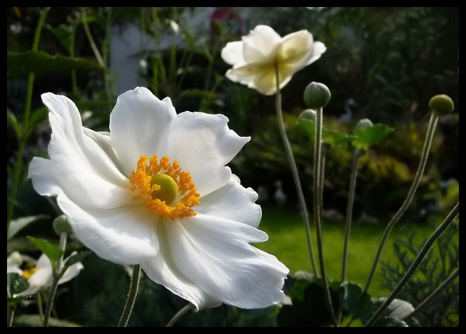 Bei An(n)e und Mone im Garten