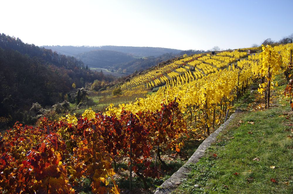 bei Besigheim mit Blick ins Enztal