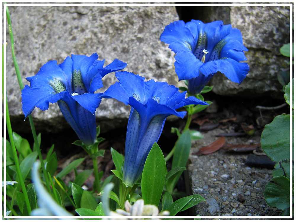 bei Birgit im Garten