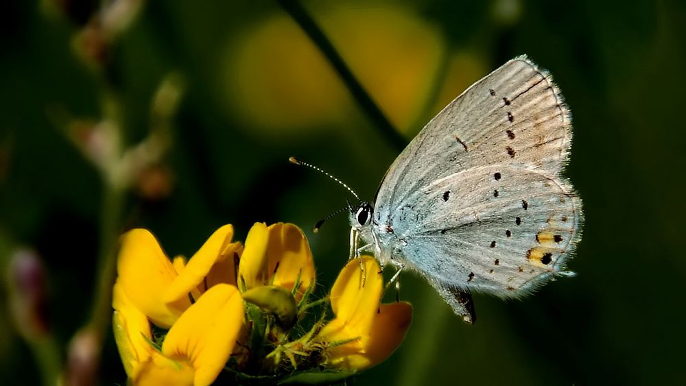 Bei blauem Himmel, Sonnenschein, …