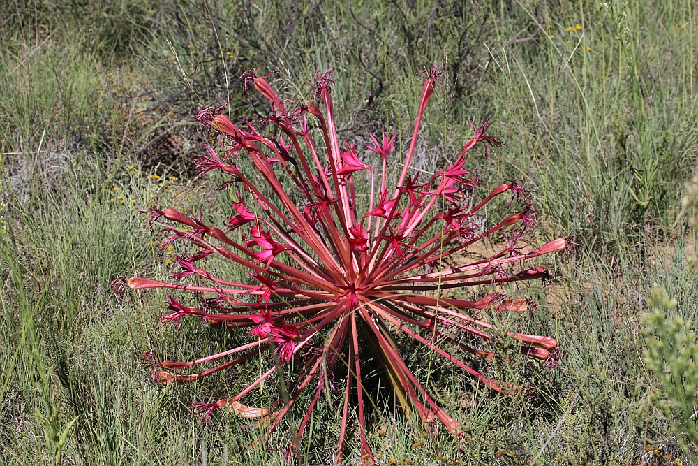 Bei Bloemfontein