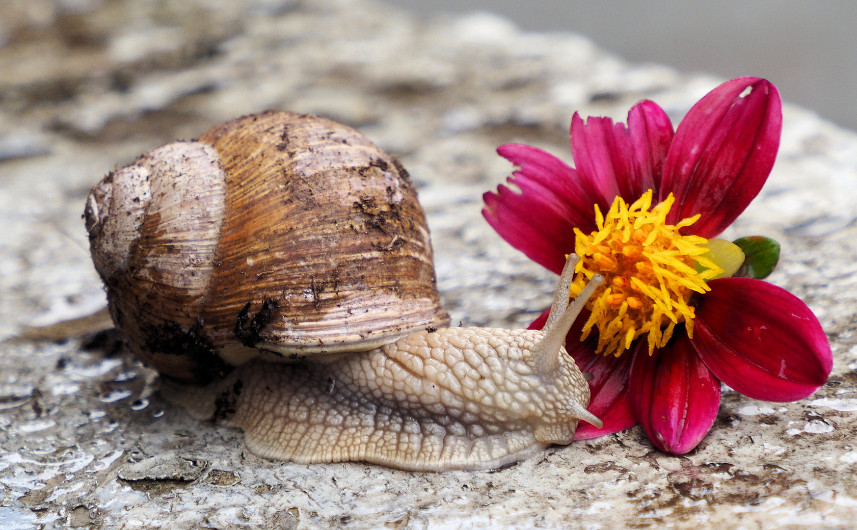 Bei Blumen wirft sich für Schnecken immer eine Frage auf ...