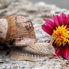 Bei Blumen wirft sich für Schnecken immer eine Frage auf ...