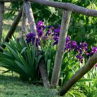 bei Castelfiorentino - im Garten