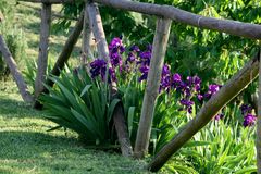 bei Castelfiorentino - im Garten