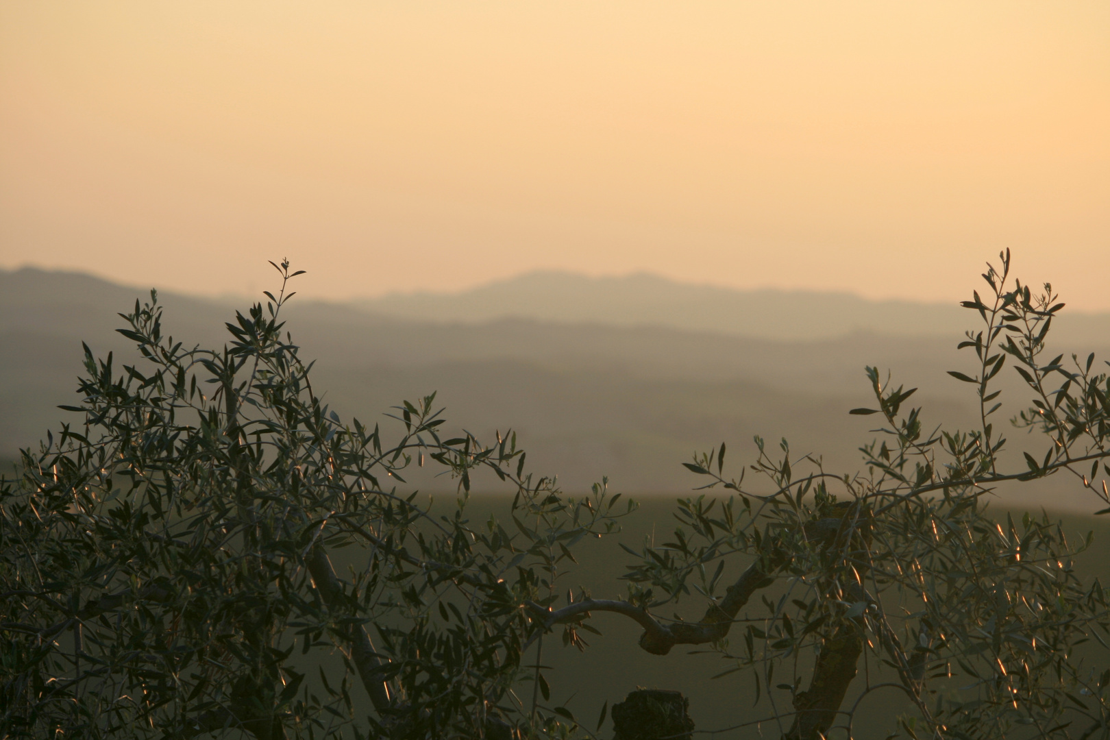 bei Castelfiorentino - Oliven und Sonnenuntergang