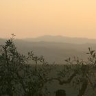 bei Castelfiorentino - Oliven und Sonnenuntergang