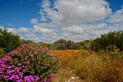 Bei Clanwilliam (2) - Ein paar Blumen gab es schon