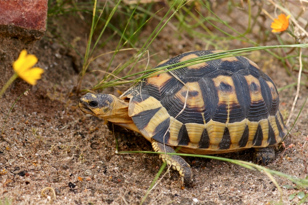 Bei Clanwilliam (8) - Leopardschildkröte