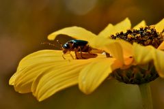 Bei Clanwilliam - Bereit zum Abflug (1)