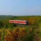 bei Dackenheim in der Vorderpfalz