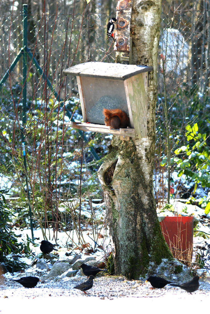 Bei dem Frost ist die Futterstelle gut besucht.