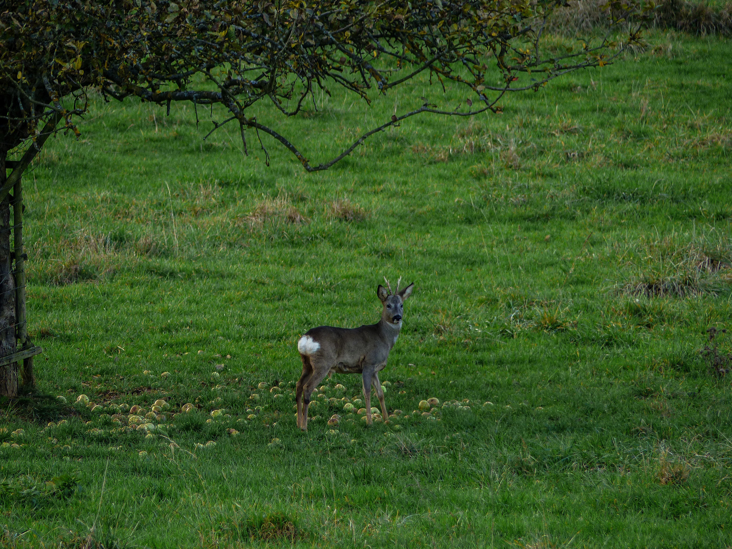 Bei dem Nachmittags-Spaziergang...