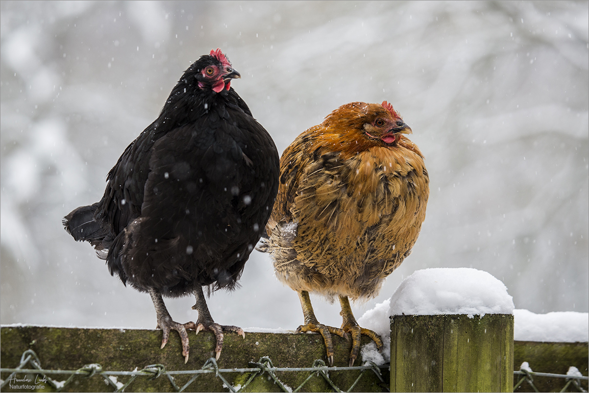 Bei dem Schietwetter