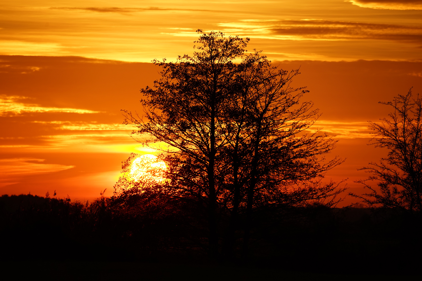 Bei dem Sonnenuntergang könnte der Baum brennen