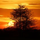 Bei dem Sonnenuntergang könnte der Baum brennen