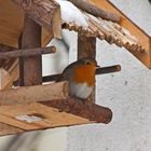 Bei dem vielen Schnee habens die Vögel nicht leicht