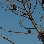 Bei dem Weißkopfseeadler Paar...